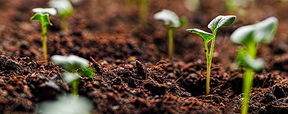 Healthy Soil